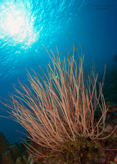 Fototapeta na wymiar Underwater Reef