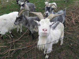 Arapawa Goats looking at camera in Danish farmyard