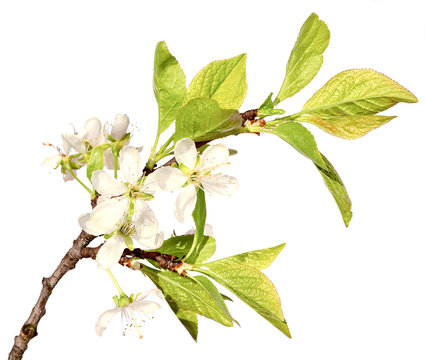 plum branch with white flowers and leaves isolated on white background