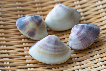 ザルに入ったハマグリ