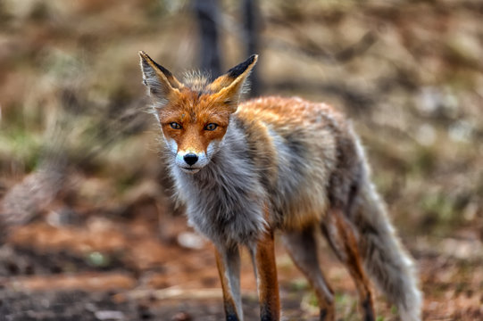 fox in the woods