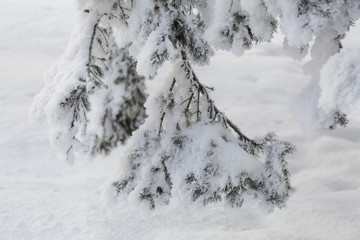 Fototapeta na wymiar Snow-cowered fir branches. Winter blur background. Frost tree