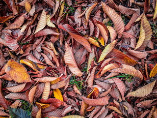 Autumn leaves background