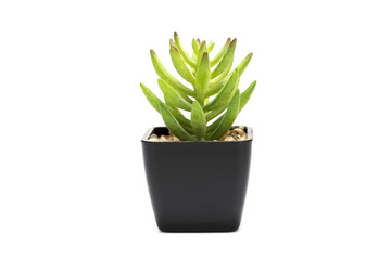 Small plant, Succulent plant in pot on white background