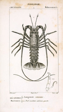 recommend clip art: Illustration of animal