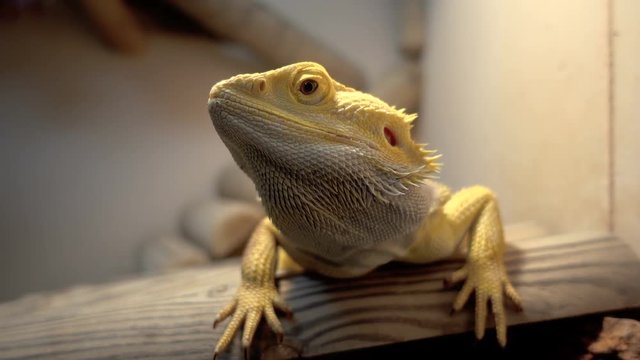 Agama lizard, bearded dragon