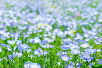 Nemophila