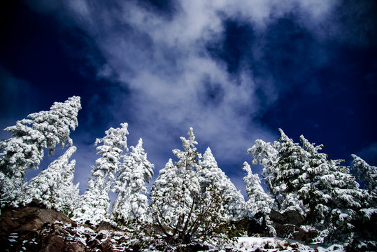 Evergreen trees covered in snow at Crater Lake National Park