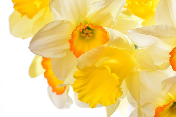 Fototapeta na wymiar Flower narcissus