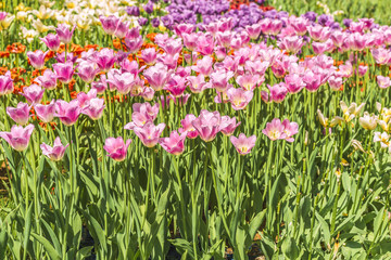 Group of colorful tulips. A pink tulip flower is illuminated by sunlight. Soft selective focus. Bright colorful background with tulips