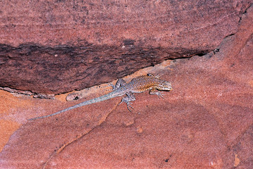 Side-blotched Lizard