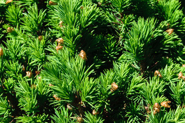 Background of Green Conifer Bush with Spikes