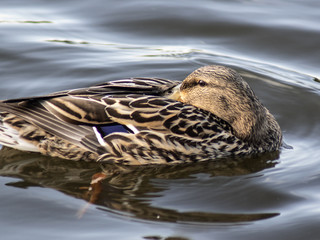 kaczka © Henryk Olszewski
