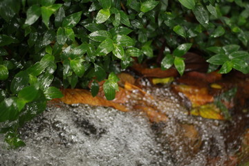 plant 