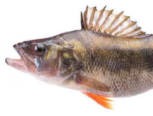 Fish perch