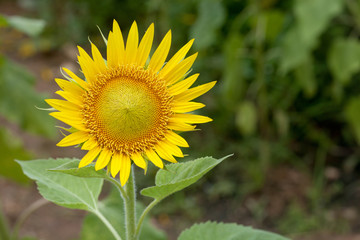 sunflower in a fields,image for nature background and summer background.