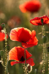 Red Poppies at sunset