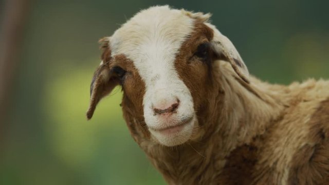 Sheep bleating