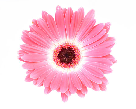 Transvaal Daisy