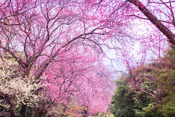 Obraz na płótnie Canvas Beautiful Sakura flowers or cherry blossom flower in the Khun Wang City in ChiangMai, Thailand.