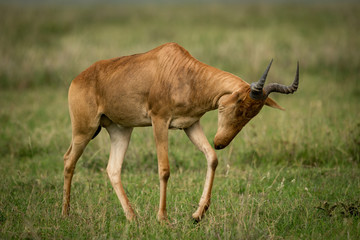 Hartebeest drops head walking across grassy plain