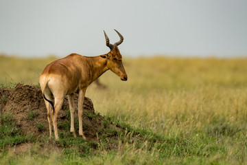 Hartebeest stands on termite mound on savannah