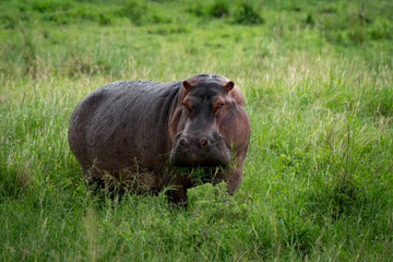 Hippopotamus munching mouthful of grass on plain