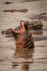 Hippopotamus opening mouth wide with others around