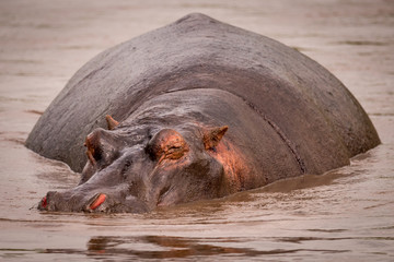 Fototapeta premium Hippopotamus resting in muddy pool facing camera