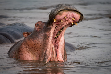 Fototapeta premium Hippopotamus opening mouth beside another in pool