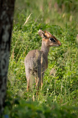 Kirk dik-dik with turned head by tree