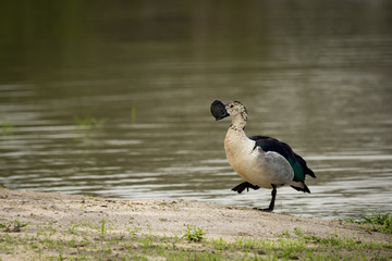 Knob-billed duck lifts foot walking by water