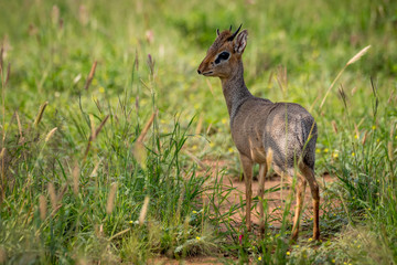 Kirk dik-dik with turned head in grass
