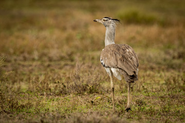 Kori bustard walking away on grassy plain