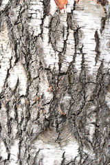 Simple photo background pattern of tree barque fragment
