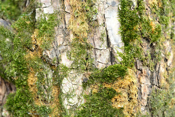 Simple photo background pattern of old barque with green moss