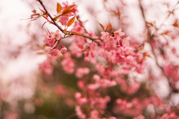 Beautiful pink Sakura flowers or cherry blossom flower