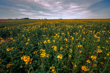 Wiosenny krajobraz Podlasia