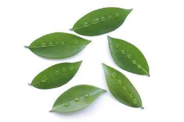 木の葉 新緑 雨 白背景