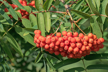 Früchte des Vogelbeerbaumes