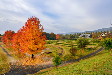 Fototapeta premium メタセコイア並木