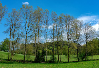 Baumreihe vor dem Pfaffenstein