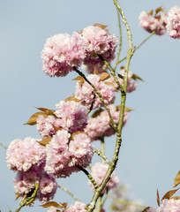 Fototapeta premium Scandinavian beautiful blooming cherry trees spring 2018