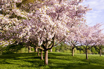 Scandinavian beautiful blooming cherry trees spring 2018