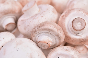 Mushrooms champignon