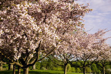 Fototapeta premium Scandinavian spring time with beautiful blooming cherry trees 2018