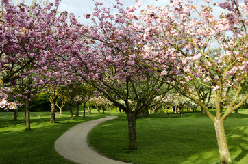 Fototapeta na wymiar Scandinavian beautiful blooming cherry trees spring 2018