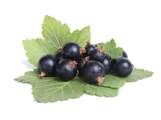 Black currant