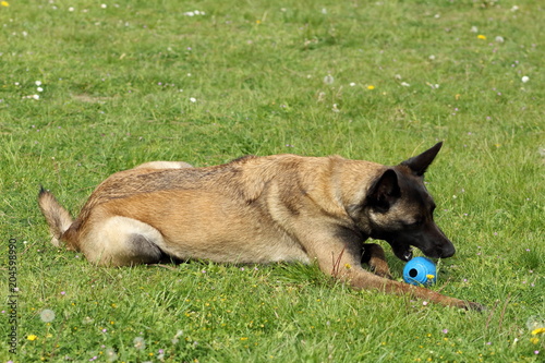 Chien Berger Belge Malinois Qui Mordille Un Jouet Balle