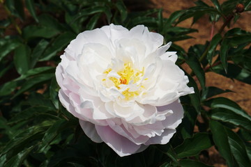 Peony